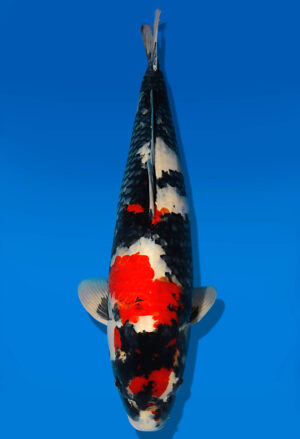 Koi Auktion Dainichi Showa Nisai WhiteMonroe male 63cm T13-1969