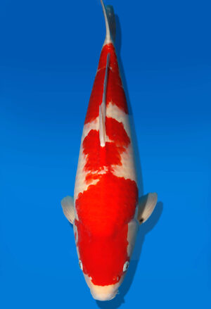 Koi Auktion Dainichi Kohaku Nisai DainichiShowa male 60cm T13-1970