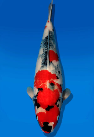 Koi Auktion Dainichi Showa Nisai MonaLisa female 55cm T13-1971