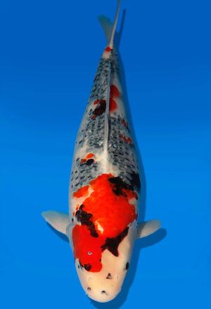 Koi Auktion Dainichi Showa Nisai MonaLisa female 59cm T13-1980
