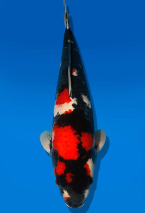 Koi Auktion Dainichi Showa Nisai MonaLisa male 69cm T13-1972