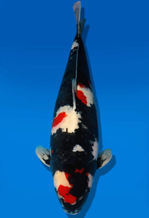 Koi Auktion Dainichi Showa Nisai MonaLisa female 53cm T13-1981