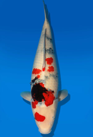 Koi Auktion Dainichi Showa Nisai Monroe female 60cm T13-1982