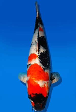 Koi Auktion Dainichi Showa Nisai Monroe female 67cm T13-1973