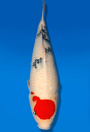 Koi Auktion Dainichi Sanke Nisai Mr.Big female 57cm T13-1974