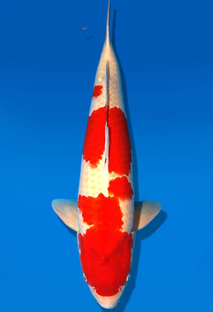 Koi Auktion Dainichi Kohaku Sansai SuperRikidozan male 70cm T15-1989