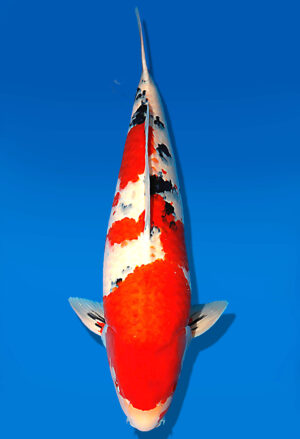 Koi Auktion Dainichi Sanke Sansai Mr.Big male 67cm T15-1990