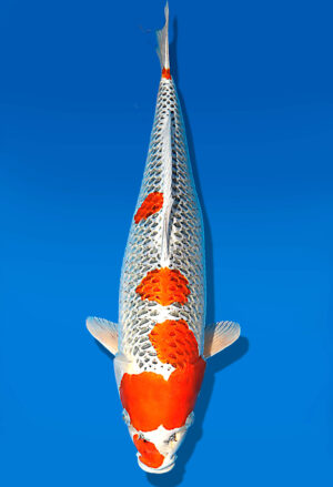 Koi Auktion Dainichi Kujaku Sansai Maru/Omo female 61cm T15-1991