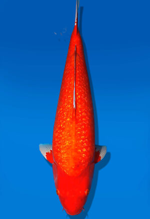 Koi Auktion Dainichi GinrinBenigoi Sansai XGinrinKohaku male 68cm T15-1992