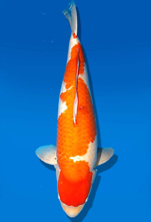 Koi Auktion Dainichi Kohaku Sansai SuperRikidozan female 74cm T15-1993