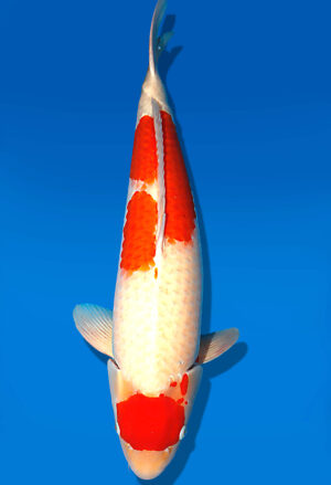 Koi Auktion Dainichi Kohaku Sansai SuperRikidozan male 75cm T15-1994