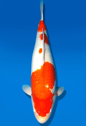 Koi Auktion Dainichi Kohaku Sansai Wild female 65cm T15-1995