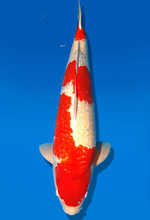 Koi Auktion Dainichi Kohaku Sansai XGinrinKohaku male 67cm T15-1996