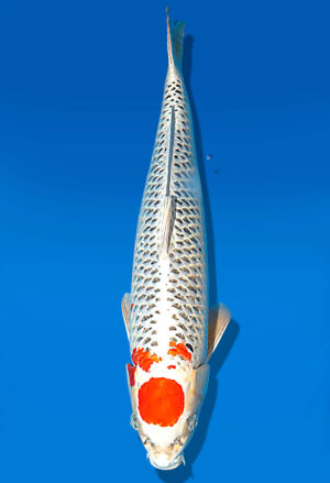 Koi Auktion Dainichi Kujaku Sansai Maru/Omo male 63cm T15-1997