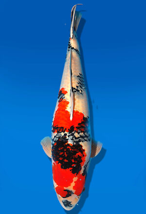 Koi Auktion Dainichi Showa Sansai Monroe male 68cm T15-1983