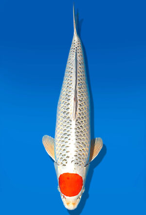 Koi Auktion Dainichi Kujaku Sansai Maru/Omo male 63cm T15-1998