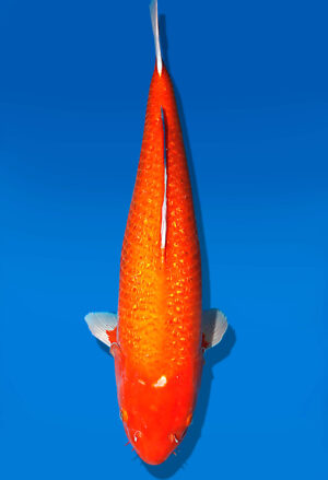Koi Auktion Dainichi GinrinBenigoi Sansai XGinrinKohaku female 75cm T15-1984