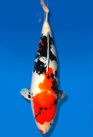 Koi Auktion Dainichi Showa Sansai MonaLisa female 75cm T15-1985