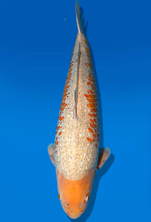 Koi Auktion Dainichi Karashigoi Sansai YellowMonkey male 70cm T15-1999