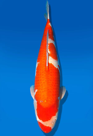 Koi Auktion Dainichi Kohaku Sansai SuperRikidozan female 70cm T15-2000