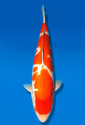 Koi Auktion Dainichi Kohaku Sansai Wild female 72cm T15-1986