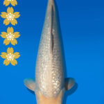 Koi Auktion Dainichi GinrinWhiteKarashi JumboTosai WhiteMonkey - 45cm T09-2029
