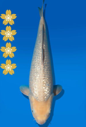 Koi Auktion Dainichi GinrinWhiteKarashi JumboTosai WhiteMonkey - 45cm T09-2029