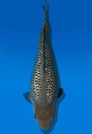 Koi Auktion Dainichi GinrinSoragoi JumboTosai SoraXGinrinSora - 40cm T09-2001