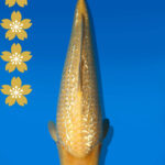 Koi Auktion Dainichi GinrinKarashigoi JumboTosai YellowMonkey - 48cm T09-2030