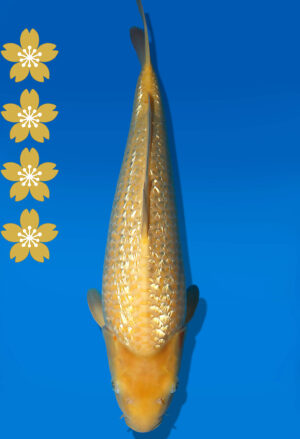 Koi Auktion Dainichi GinrinKarashigoi JumboTosai YellowMonkey - 48cm T09-2030