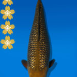 Koi Auktion Dainichi GinrinChagoi JumboTosai BrownMonkey - 43cm T09-2031