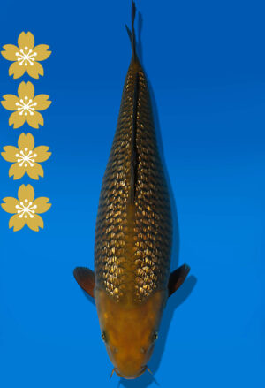 Koi Auktion Dainichi GinrinChagoi JumboTosai BrownMonkey - 43cm T09-2031