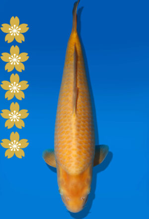 Koi Auktion Dainichi Karashigoi JumboTosai YellowMonkey - 45cm T09-2002