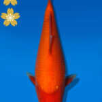 Koi Auktion Dainichi Benigoi JumboTosai RedTiger - 31cm T09-2003