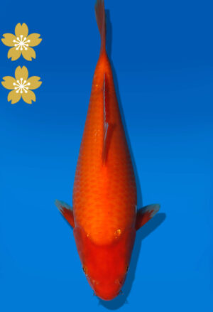 Koi Auktion Dainichi Benigoi JumboTosai RedTiger - 31cm T09-2003