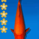 Koi Auktion Dainichi Benigoi JumboTosai RedTiger - 41cm T09-2004
