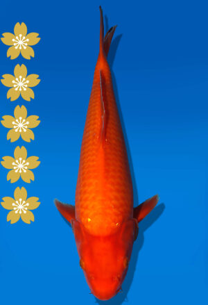 Koi Auktion Dainichi Benigoi JumboTosai RedTiger - 41cm T09-2004