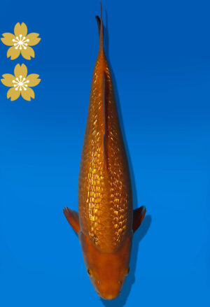 Koi Auktion Dainichi GinrinChagoi JumboTosai BrownMonkey - 37cm T09-2032