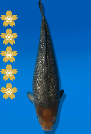 Koi Auktion Dainichi GinrinSoragoi JumboTosai SoraXGinrinSora - 45cm T09-2005