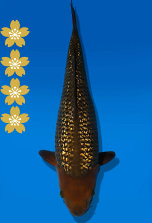 Koi Auktion Dainichi GinrinChagoi JumboTosai BrownMonkey - 45cm T10-2006