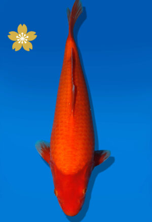 Koi Auktion Dainichi Benigoi JumboTosai RedTiger - 39cm T10-2007