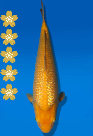 Koi Auktion Dainichi GinrinKarashigoi JumboTosai YellowMonkey - 44cm T10-2008