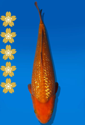 Koi Auktion Dainichi GinrinChagoi JumboTosai BrownMonkey - 45cm T10-2009