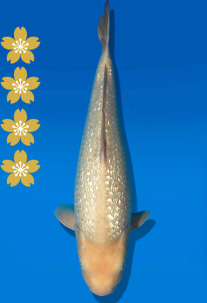 Koi Auktion Dainichi GinrinWhiteKarashi JumboTosai WhiteMonkey - 43cm T10-2011
