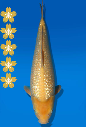 Koi Auktion Dainichi GinrinKarashigoi JumboTosai YellowMonkey - 43cm T10-2010