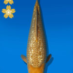 Koi Auktion Dainichi GinrinChagoi JumboTosai BrownMonkey - 37cm T10-2012