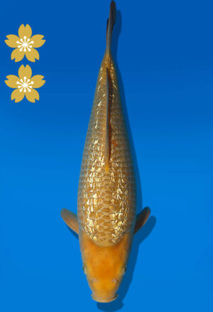 Koi Auktion Dainichi GinrinChagoi JumboTosai BrownMonkey - 37cm T10-2012