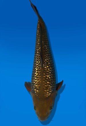 Koi Auktion Dainichi GinrinChagoi JumboTosai BrownMonkey - 33cm T10-2013
