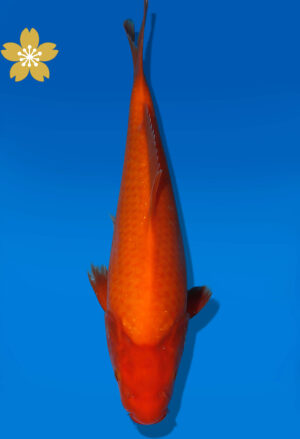 Koi Auktion Dainichi Benigoi JumboTosai RedTiger - 35cm KT01-2014