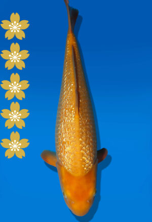Koi Auktion Dainichi GinrinKarashigoi JumboTosai YellowMonkey - 45cm KT01-2015